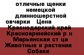  отличные щенки немецкой длинношерстной овчарки › Цена ­ 20 000 - Краснодарский край, Красноармейский р-н, Марьянская ст-ца Животные и растения » Собаки   